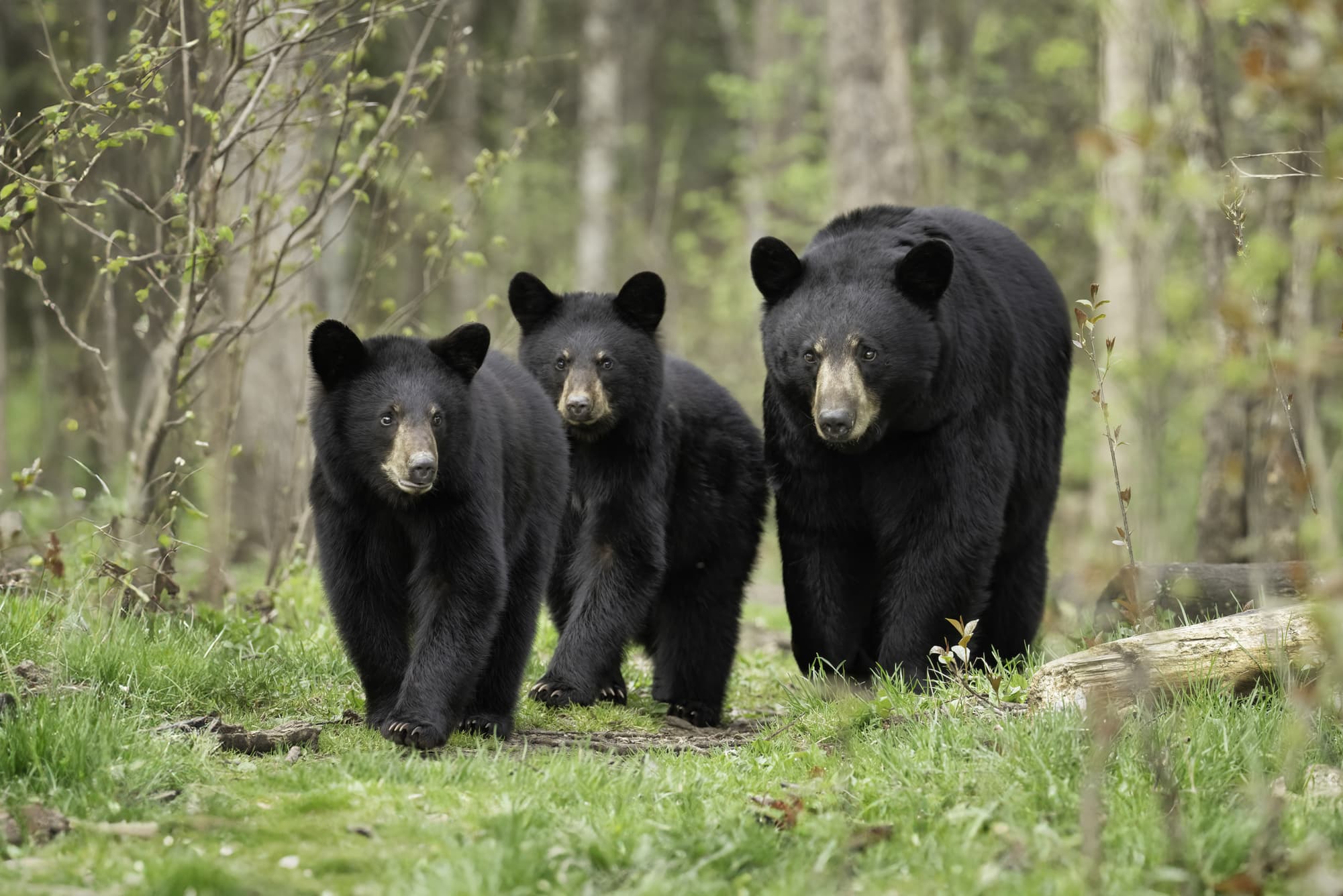Three bears on the porch — Carolina Futons, family-owned in Hendersonville, NC since 1991