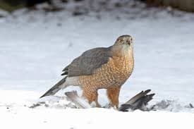 Hawk