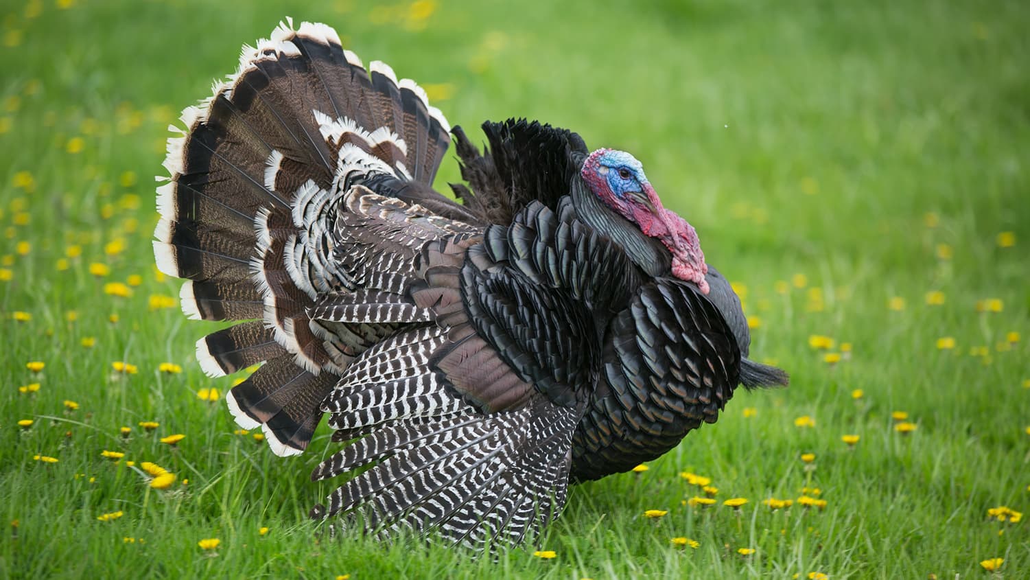 Wild turkey