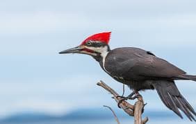 Woodpecker